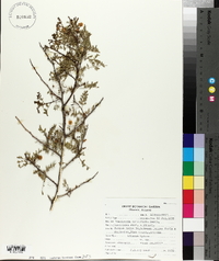 Acacia constricta image