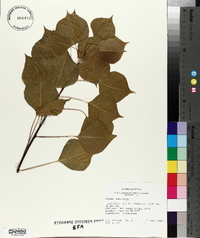 Sapium sebiferum image