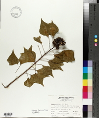 Sapium sebiferum image