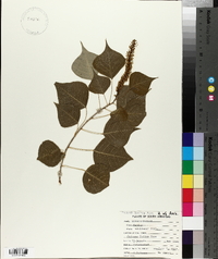 Sapium sebiferum image