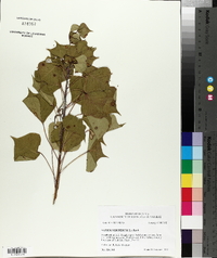 Sapium sebiferum image