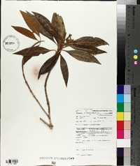 Timonius timon image