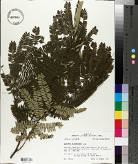 Albizia julibrissin image