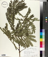 Albizia julibrissin image