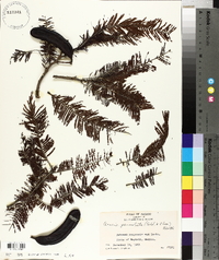 Acacia pennatula image