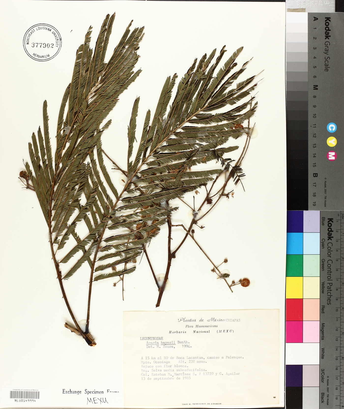 Acacia hayesii image