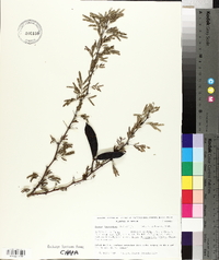 Vachellia farnesiana image