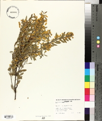 Acacia brachybotrya image