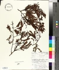 Acacia botrycephala image