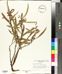 Acacia beckleri image
