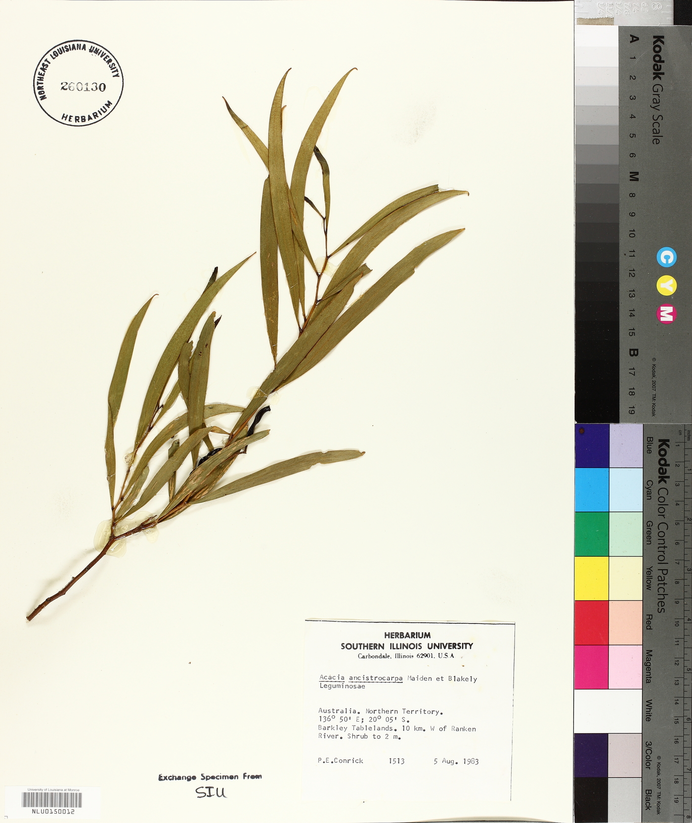 Acacia ancistrocarpa image