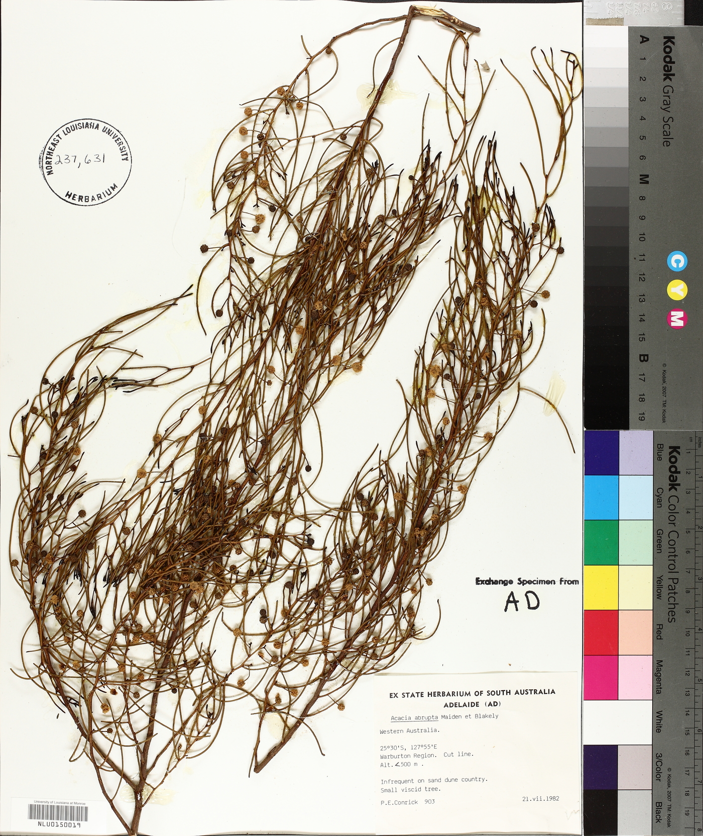 Acacia abrupta image