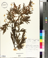 Acacia dealbata image