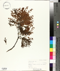 Acacia dealbata image