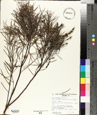 Acacia calamifolia image