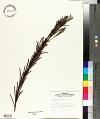 Acacia calamifolia image