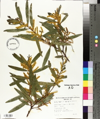 Acacia longifolia subsp. sophorae image