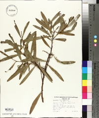 Acacia longifolia image