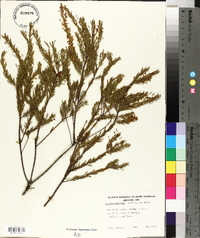 Acacia lineata image