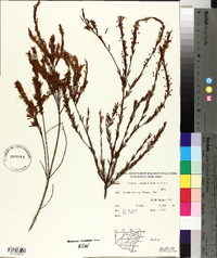 Acacia lineata image