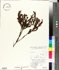 Acacia lineata image