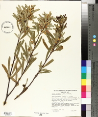 Acacia ligulata image