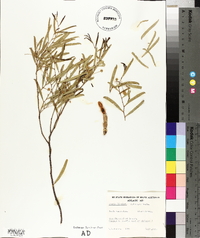 Acacia ligulata image