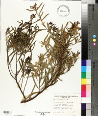 Acacia ligulata image