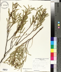 Acacia ligulata image