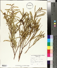 Acacia ligulata image
