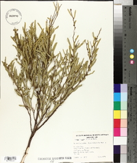 Acacia ligulata image