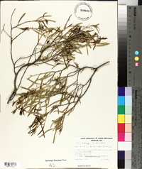 Acacia ligulata image