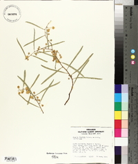 Acacia ligulata image