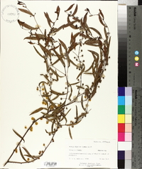Acacia leprosa image