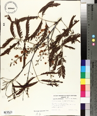 Acacia pruinosa image