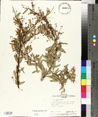 Acacia victoriae image