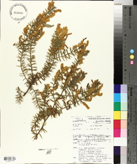 Acacia verticillata image