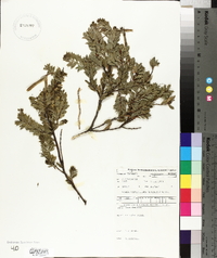 Acacia verticillata image