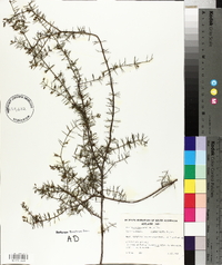 Acacia verticillata image