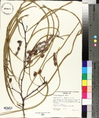 Acacia stenophylla image