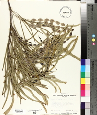 Acacia stenophylla image