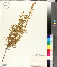 Acacia sclerophylla image