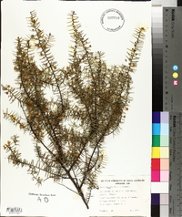 Acacia rupicola image