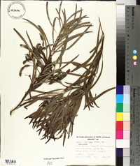 Acacia retinodes image