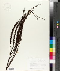 Amorpha paniculata image