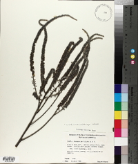 Amorpha paniculata image