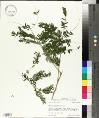 Albizia julibrissin image