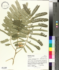 Albizia julibrissin image
