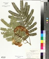 Albizia julibrissin image