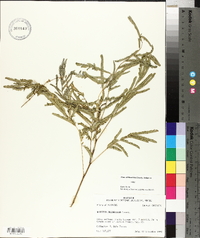 Albizia julibrissin image